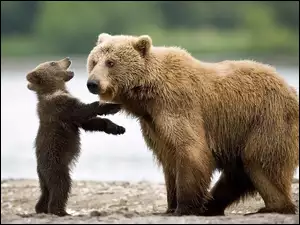 Dwa, Niedźwiedzie, Mały, Duży