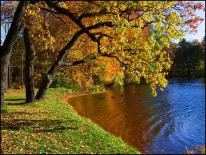 Rzeka, Jesień, Kaczki, Park