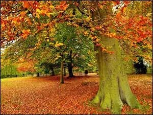 Jesień, Park, Drzewa, Alejki, Liście