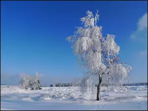 Niebo, Drzewo, Śnieg
