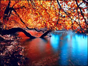 Jesień, Drzewo, Jezioro, Pochyłe
