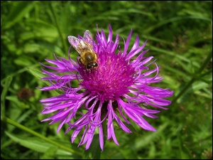 Pszczoła, Kwiat, Ostu