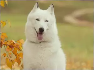 Jesień, Siberian husky, Drzewo