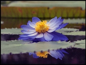 Lilia wodna, Niebieski, Woda, Kwiat, Odbicie