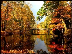 Rzeka, Jesień, Las