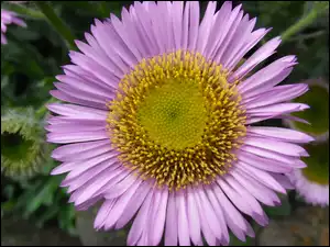 Kwiat, Astra alpejskiego