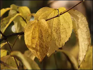 Liść, Żółty, Jesienny
