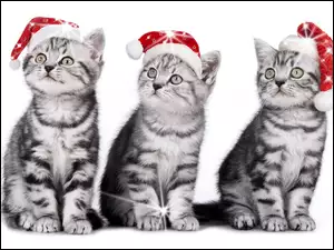 Kotki, Trzy, Świąteczne