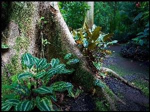 USA, Ogród Botaniczny, Hawaje