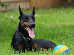 Pies, ka, Doberman, Pika, Czarny, Jzyk