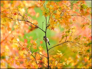 Mały, Jesień, Ptaszek, Drzewo