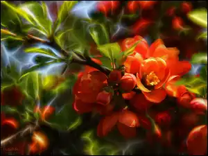Fractalius, Pigwa, Kwiaty, Czerwone, Krzew