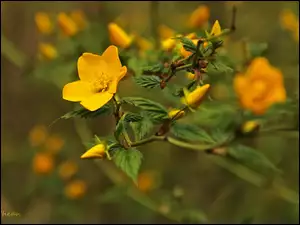 Kwiat, Złotlin Japoński, Żółty