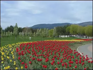 Park, Góry, Klomb, Tulipany