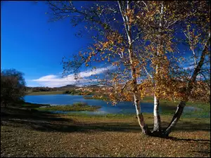 Jesień, Brzoza, Jezioro, Przyroda