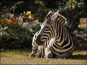 Odpoczywająca, Zebra