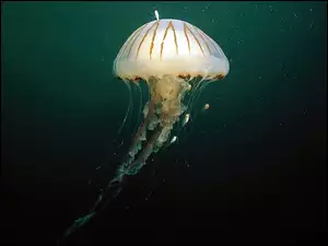 Głębiny, Meduza
