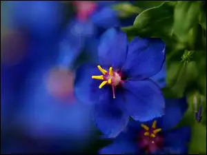 Makro, Niebieski, Kwiatuszek