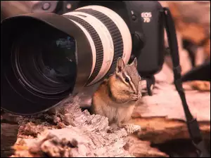 Fotograficzny, Wiewiórka, Aparat