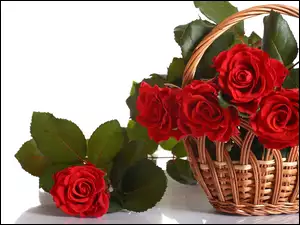 Koszyk, Kwiaty, Róże