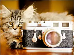 Kot, Aparat Fotograficzny