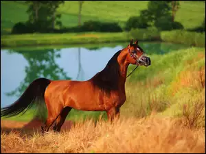 Staw, Koń, Arab
