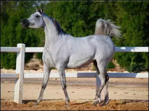 Ogrodzenie, Koń, Arab