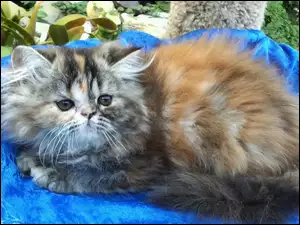 Puszysty, Kot perski