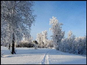 Zima, Drzewa, Ścieżka, Oszronione