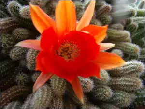Kwiat, kaktusy
