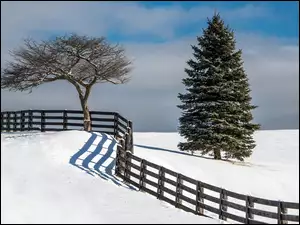 Dwa, Krzywy, Śnieg, Płot, Pole, Drzewa
