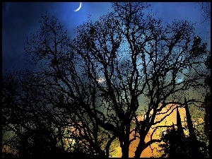 Noc, Cień, Niebo, Blask, Księżyc, Drzewa