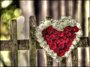 Serce Z, Walentynki, Róż, Ogrodzenie