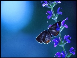 Kwiatki, Motyl, Łodyżka