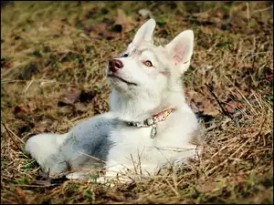 Trawa, Siberian Husky, Obroża