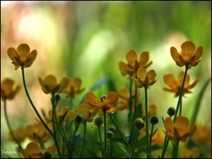 Kwiaty, Kaczeńce, Żółte