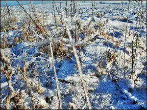 Śnieg, Zamrożone, Trawy