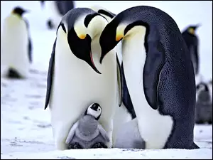 Rozmycie, Trzy, Pingwiny