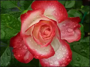 Rosy, Róża, Krople