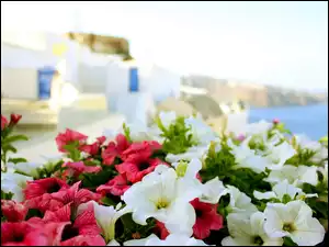 Kwiaty, Grecja, Piękne