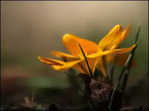 Żółty, Wiosna, Krokus, Kwiat