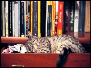 Śpiący, Książki, Kot, Szuflada