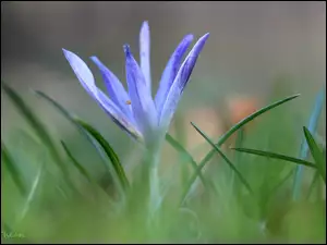 Liliowy, Wiosna, Krokus, Kwiat