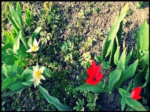 Rośliny, Ogród, Tulipany