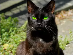 Czarny, Oczy, Kot, Zielone