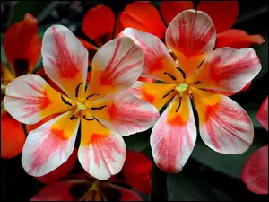 Tulipany, Rozkwitnięte, Kolorowe