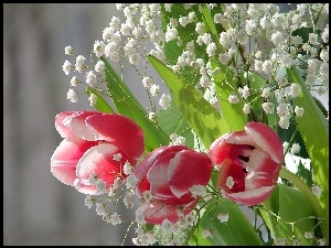 Tulipany, Gipsówka