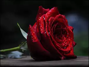 Czerwona, Rosy, Róża, Krople