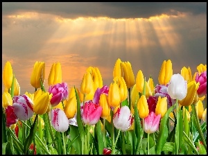 Tulipany, Słońca, Niebo, Promienie