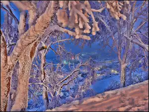 Zima, Drzewa, Śnieg, Miasteczko